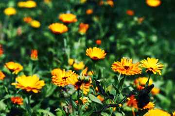 Fototapeta premium Blurred summer background with growing flowers calendula, marigold. Sunny day. Beautiful Floral Wallpaper