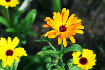Blurred summer background with growing flowers calendula, marigold. Sunny day. Beautiful Floral Wallpaper