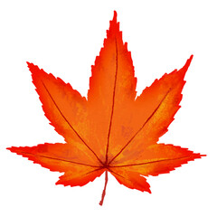 紅葉のイラスト