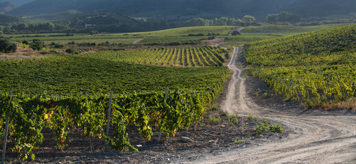 Harvesting grapes for wine production, in the Patrimonio area of Corsica, France