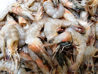 live fresh fish on the counter