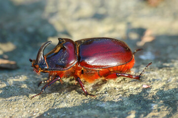 Rhinoceros beetle male laterally on stone in bright reddish brown colors