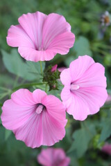 Fototapeta premium Delicate pink mallow flowers bloom in the spring garden