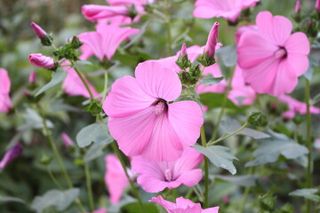 Delicate pink mallow flowers bloom in the spring garden