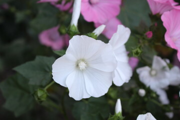 Delicate pink and white mallow flowers bloom in the spring garden