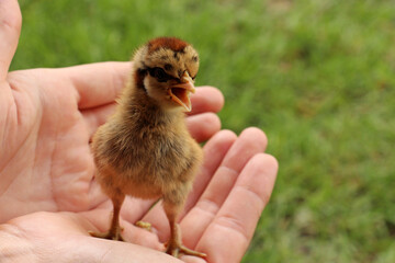 Little chicks is a species of lynx. Growing up will be colorful and not very large.