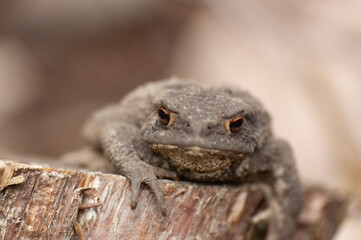 Common toad frontal in shades of brown on a wooden block with shallow depth of field