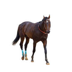 Obraz premium red horse in full height isolated on white background