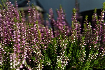 Obraz premium Calluna vulgaris also known as common heather, heather or ling with purple flowers and lush green leaves.