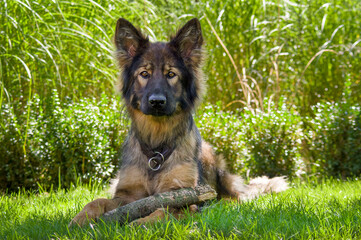German Shepherd