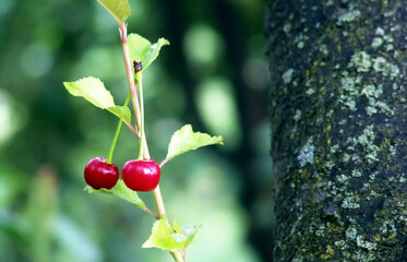 two cherries on a background of green leaves and tree trunk