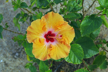 red and yellow Hibiscus