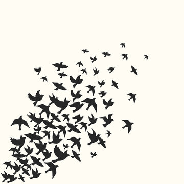 Birds silhouette vector background