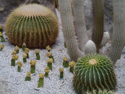 Close up photos of a variety of cactus gardens on a white gravel ground.