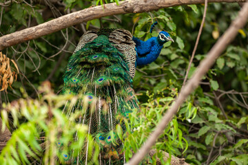 peacock with feathers