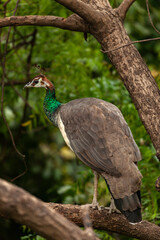 peahen in the woods