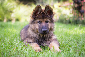 German Shepherd