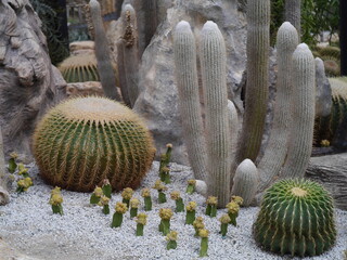 Close up photos of a variety of cactus gardens on a white gravel ground.