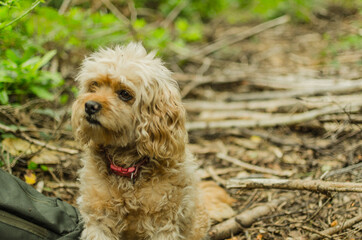 Cavapoo Blonde dog sitting in the woods
