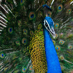 close up of peacock