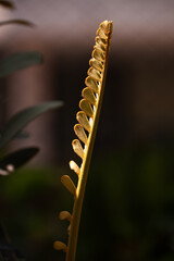 Fresh Leaves of Furfuracea Plant