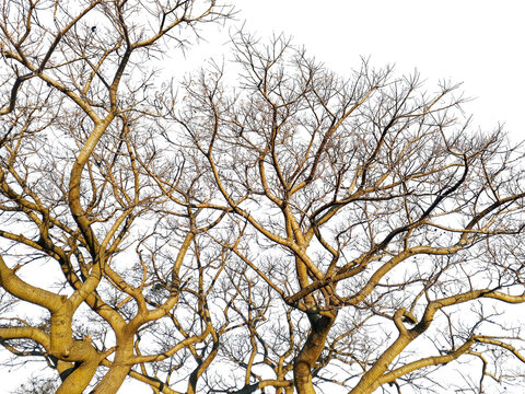 Ombu Tree Isolated Photo