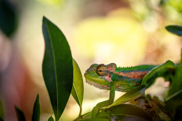 Chameleon climbing through leaves