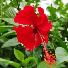 red hibiscus flower