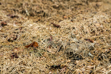 Dry grass lies on the ground, close-up.