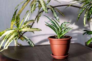 Green houseplants in the interior of the house on a bright sunny morning. Cozy home decor with plants. Selective focus.