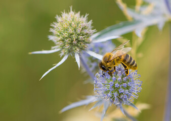 bee collecting nectar from a thorny wildflower close-up