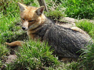 Andean fox or Culpeo (Lycalopex culpaeus) in the peruvian Andes near Cajamarca