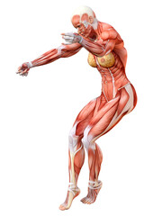 3D Rendering Female Anatomy Figure on White