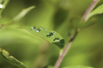 Pflanze, Wassertropfen, Makro, Wasser, Natur,  Tröpfchen, feucht, Regentropfen, Wassertropfen auf Blatt