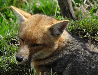 Andean fox or Culpeo (Lycalopex culpaeus) in the peruvian Andes near Cajamarca