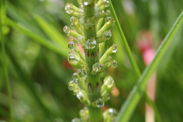 Pflanze, Wassertropfen, Makro, Wasser, Natur,  Tröpfchen, feucht, Regentropfen, Wassertropfen auf Blatt
