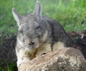 A Northern viscacha (Lagidium peruanum) in the north Peruvian Andes