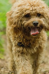 Cavapoo dog smiling sitting in the woods