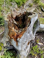 The mouldering stump serving as a residence for termites and other wildlife in the mountains of the skiing region Saalbach-Hinterglemm on a sunny summer day.