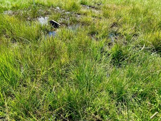 Closeup view on meadow in the marshlands that resulted from heavy rain in the mountains of the Saalbach-Hinterglemm skiing region in Austria in summer.