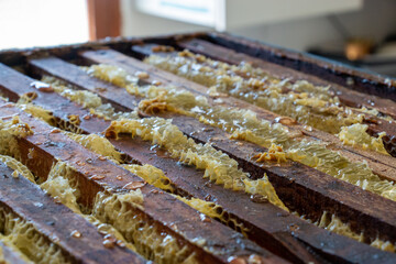 La récolte du miel chez un apiculteur