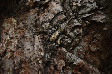The old aged wood skin pattern in Sapporo Japan