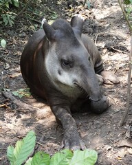 An Amazonian tapir (Tapirus terrestris) near Tarapoto, Peru