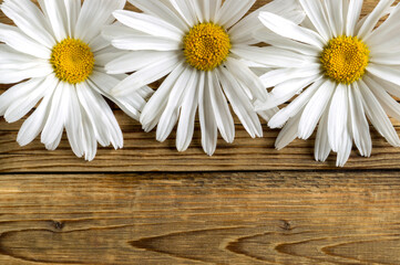 Obraz premium large beautiful daisies on a wooden background