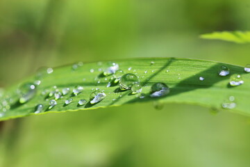 Fototapeta premium Pflanze, Wassertropfen, Makro, Wasser, Natur, Tröpfchen, feucht, Regentropfen, Wassertropfen auf Blatt