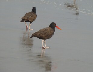 Blackish oystercatcher (Haematopus ater) at a beach south of Lima, Peru