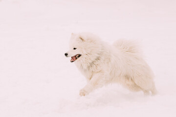 Obraz na płótnie Canvas Funny Young White Samoyed Dog Or Bjelkier, Smiley, Sammy Playing Fast Running Outdoor In Snow, Winter Season. Playful Pet