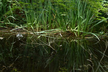 The water green plants on its reflection in Sapporo Japan