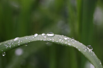 Pflanze, Wassertropfen, Makro, Wasser, Natur,  Tröpfchen, feucht, Regentropfen, Wassertropfen auf Grashalm