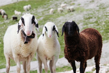 White and black sheeps in mountain meadows